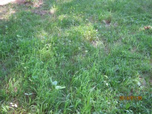 crabgrass and cover crop 2