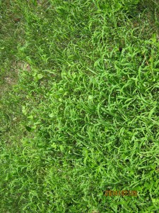 crabgrass and cover crop