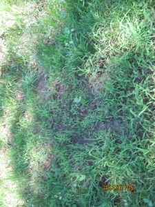 crabgrass on a bare spot