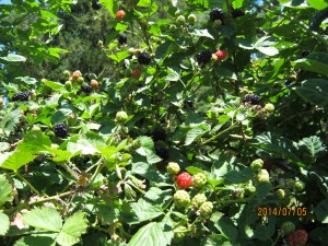 i stopped here frequently this weekend