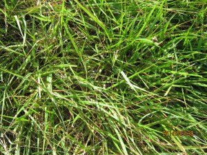 mystery grass 2