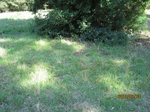 mystery grass in the shade of a holly tree