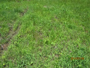 one of the previous wet spots