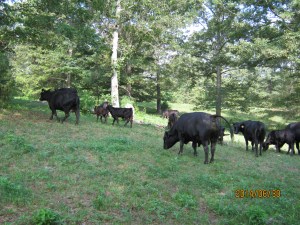 some of the tobin herd
