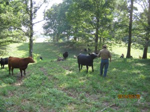 Tobin and his Cows