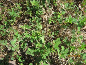 what is this legume?