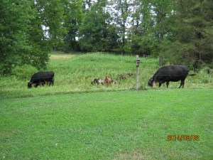 grazing the first strip