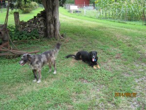 The Enforcer and The Watchdog