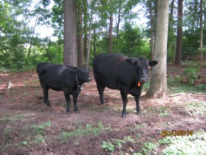 Yvette and Utah....cow and her yearling daughter