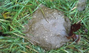 barley, ryegrass orchardgrass and 2 clovers