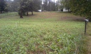 big bull field from far end