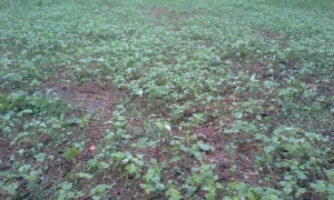 buckwheat reseeded heavily here