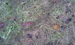 evidence of seed distribution