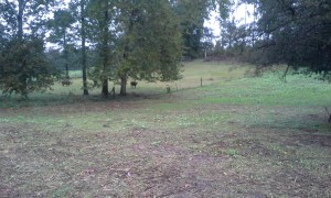 heifers grazing last strip in corner