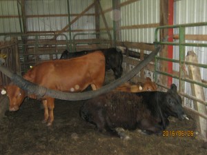 CALVES ESCAPE HEAT AND FLIES
