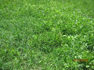 COVER ON THE SACRIFICE LOT