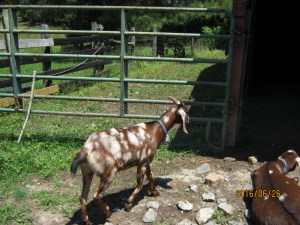 SPLATTER HEADING FOR THE SHADE