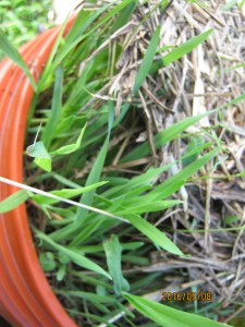 light-residue-is-being-lifted-of-the-bucket