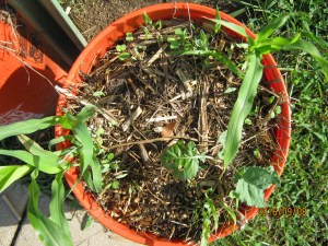 no-residue-not-much-growth-or-germination