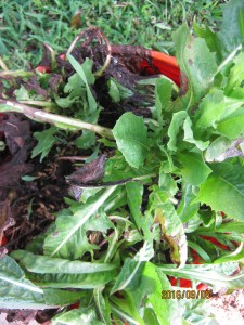 seed-disbursed-in-the-chicory-are-finally-germinating