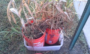 summer stuff left half harvested