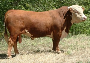 horned-hereford-bull
