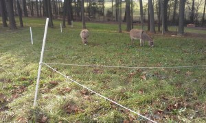 jonah-and-ester-loving-life