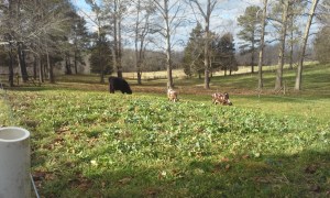 late-fall-sown-cover-crops