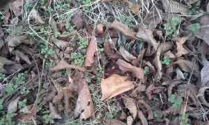 more-daffodils-1-28-17