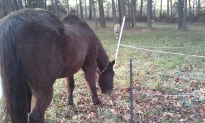 old-man-perkins-and-his-crew-found-some-grass