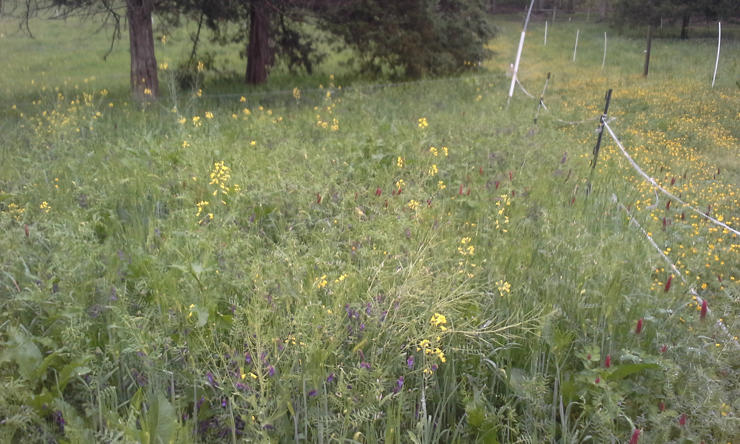 barley, vetch crimson clover and dwarf essex rape
