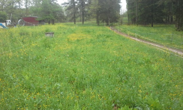 grazed, seeded mown and dragged