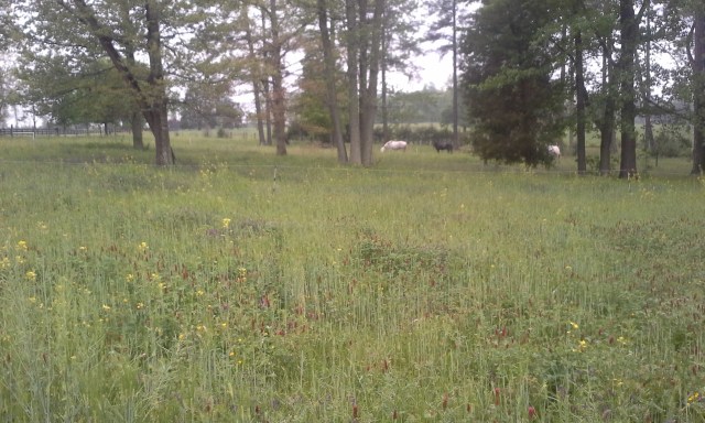 horses are in the 4th of 8 front paddocks