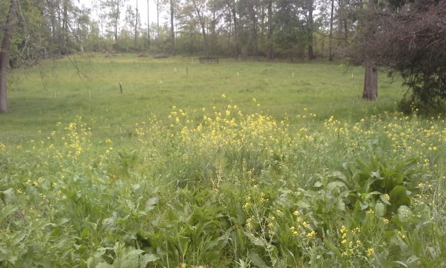 looking across the five big bull paddocks