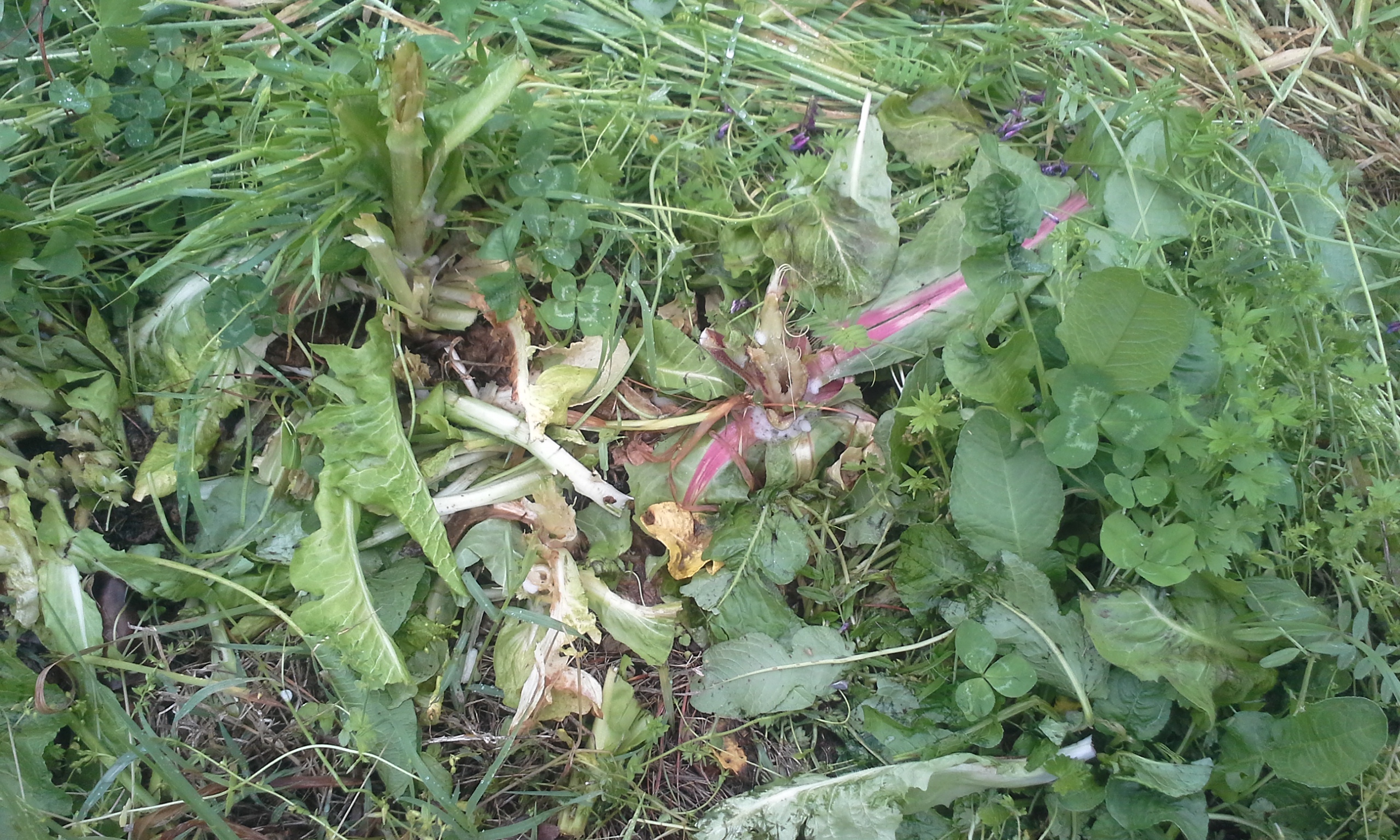 Perkins grazed the chicory to the ground
