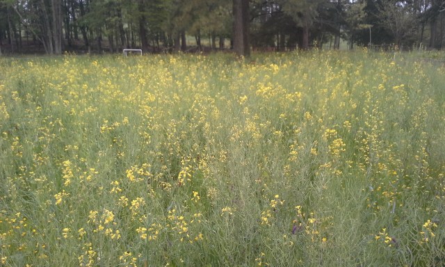 rape blooms hide everything