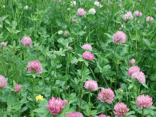 RED CLOVER