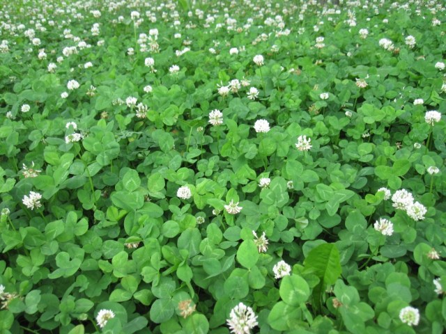 WHITE CLOVER