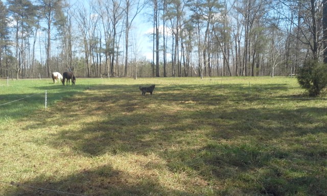 Apache assesses paddock just grazed