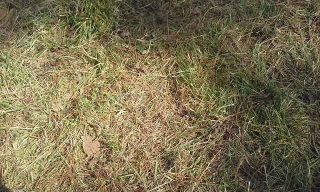 residue paddock just grazed