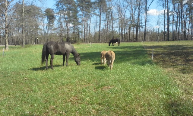 whole herd enjoys new paddock